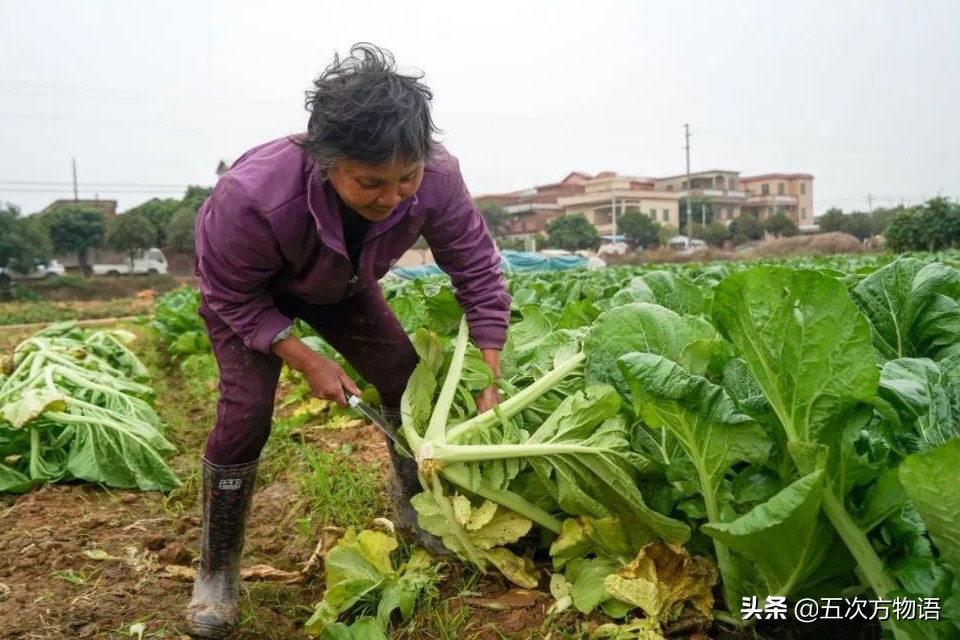 一篇认全十字花科蔬菜