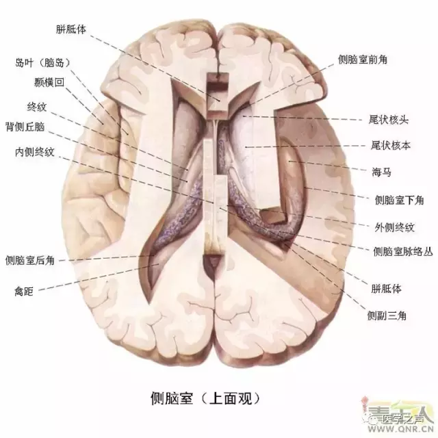 神经元结构示意图（神经元结构示意图手绘）-第14张图片-科灵网