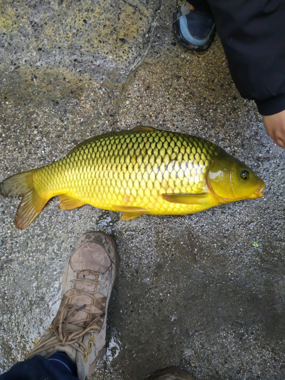 金鲤鱼图片(湖北钓鱼人水库钓起) - 赤虎壹号