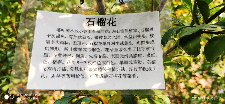 陪你一起看湖北省广水一中①——走进植物王国