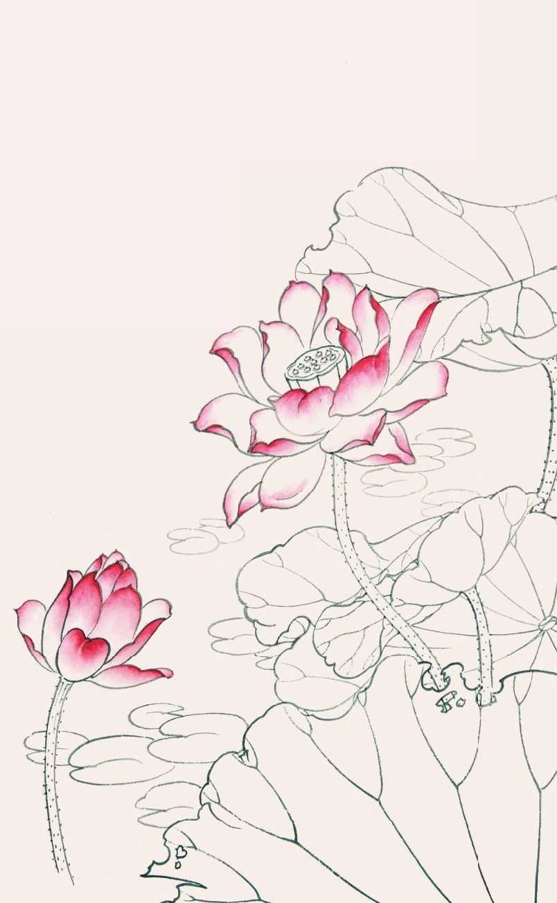 荷花绘画图片(工笔画教程) - 赤虎壹号