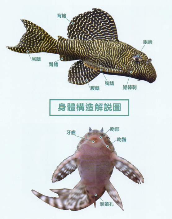 清道夫鱼为什么不能吃 吃清道夫的危害-伙伴百科网-让你的生活充满