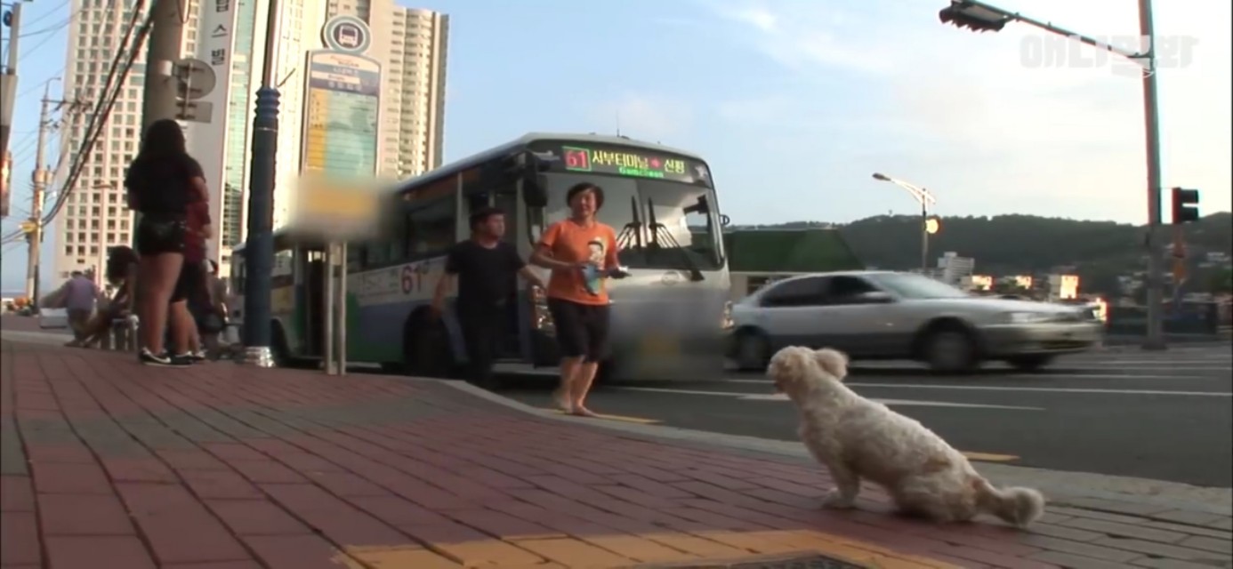 狗狗每天都会在公交站等待某人！到底在等谁？被抛弃了吗？