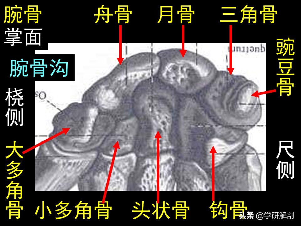 美人骨和蝴蝶背指的是上肢带骨锁骨和肩胛骨，上肢骨的形态结构