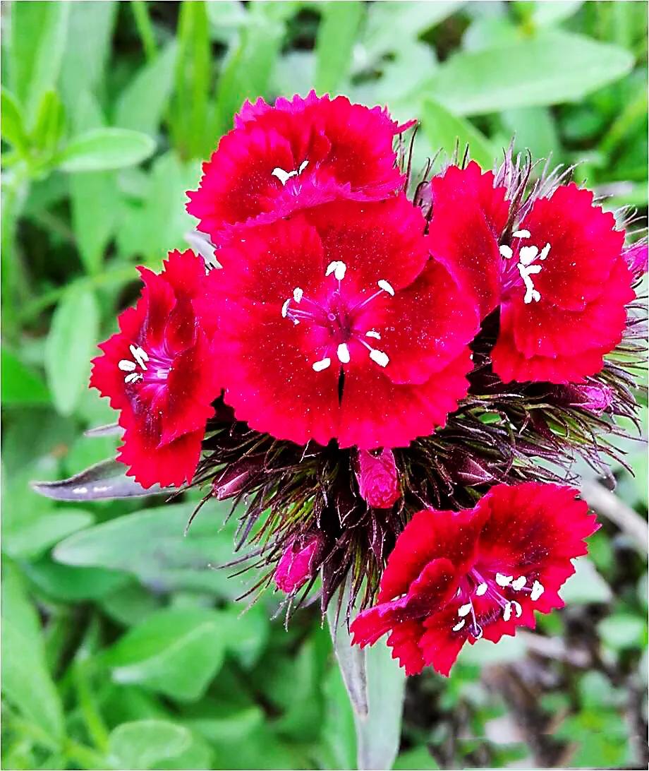 竹繁殖容易,管理粗泛,观赏性稳定绿化放录好,是配置花坛,花境,岩石园