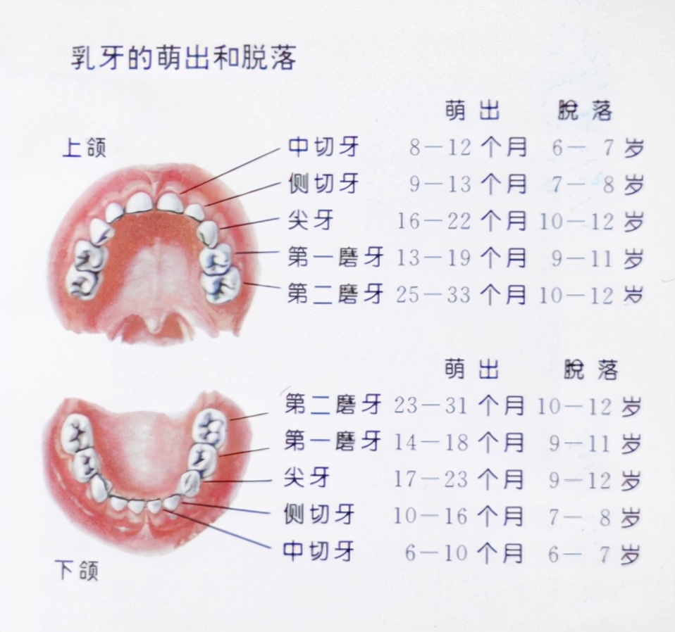 儿童换牙顺序图：孩子的乳牙几岁换？该怎么护理？一文说清