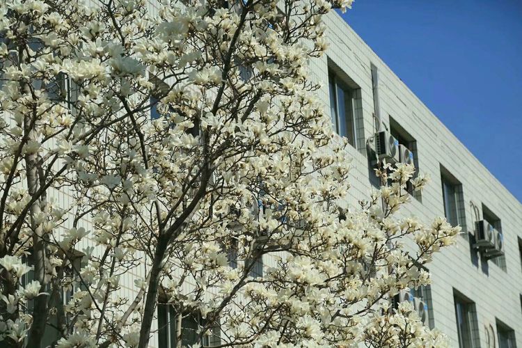 梦想花开，走进山东财经大学的春天！