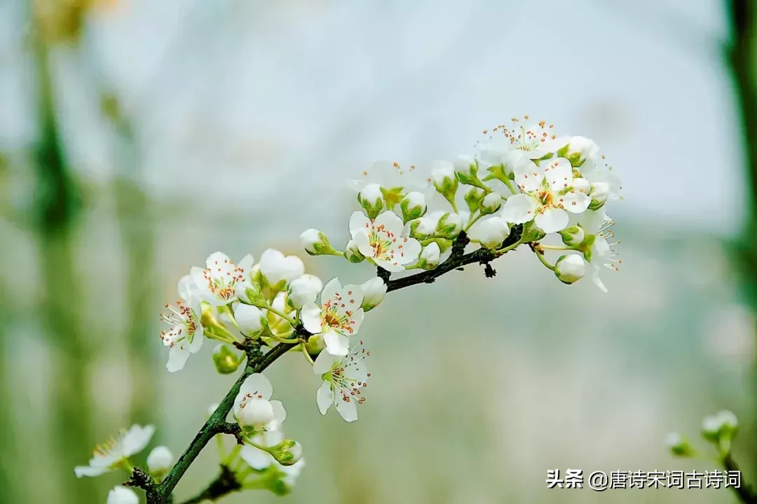 15种开在春天里的花,送给大家15种春天里的诗意