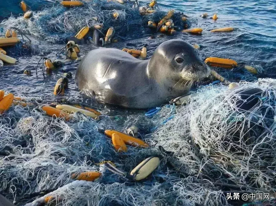 女子因垃圾未分类竟把志愿者掐晕，被行拘3日