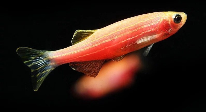 斑马鱼图片(小型观赏鱼) - 赤虎壹号