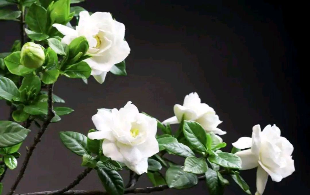 碗莲不要将碗莲看作是荷花哦,其实荷花是荷花,碗莲是碗莲,睡莲是睡莲