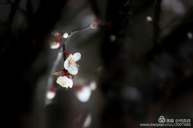 梅花香自苦寒来，已是绽放扑鼻香