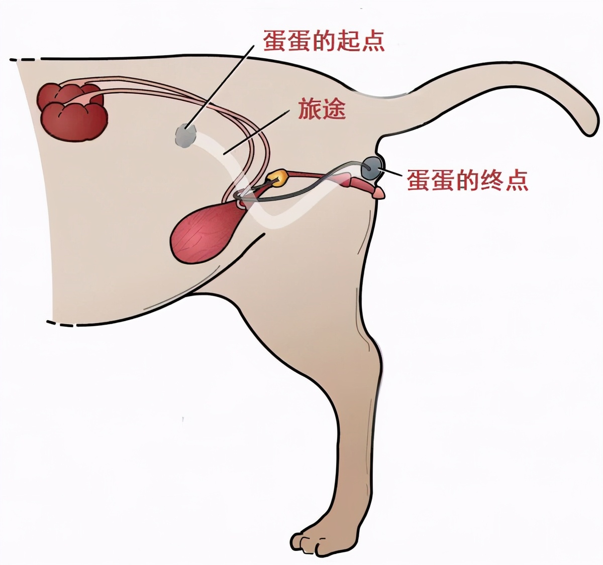 猫隐睾丨迷失的蛋蛋，究竟在哪里？