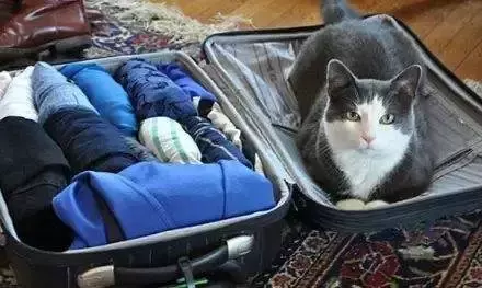 宠物猫怎么托运?什么托运可以寄宠物猫?