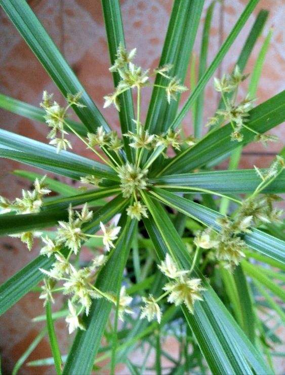 竹子也会开花？花朵很特殊，大多数人没见过