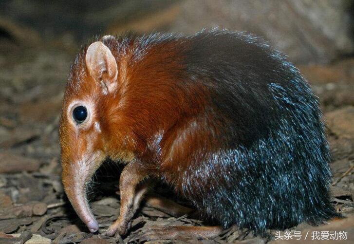 十大被认为已灭绝却又重新出现的动物