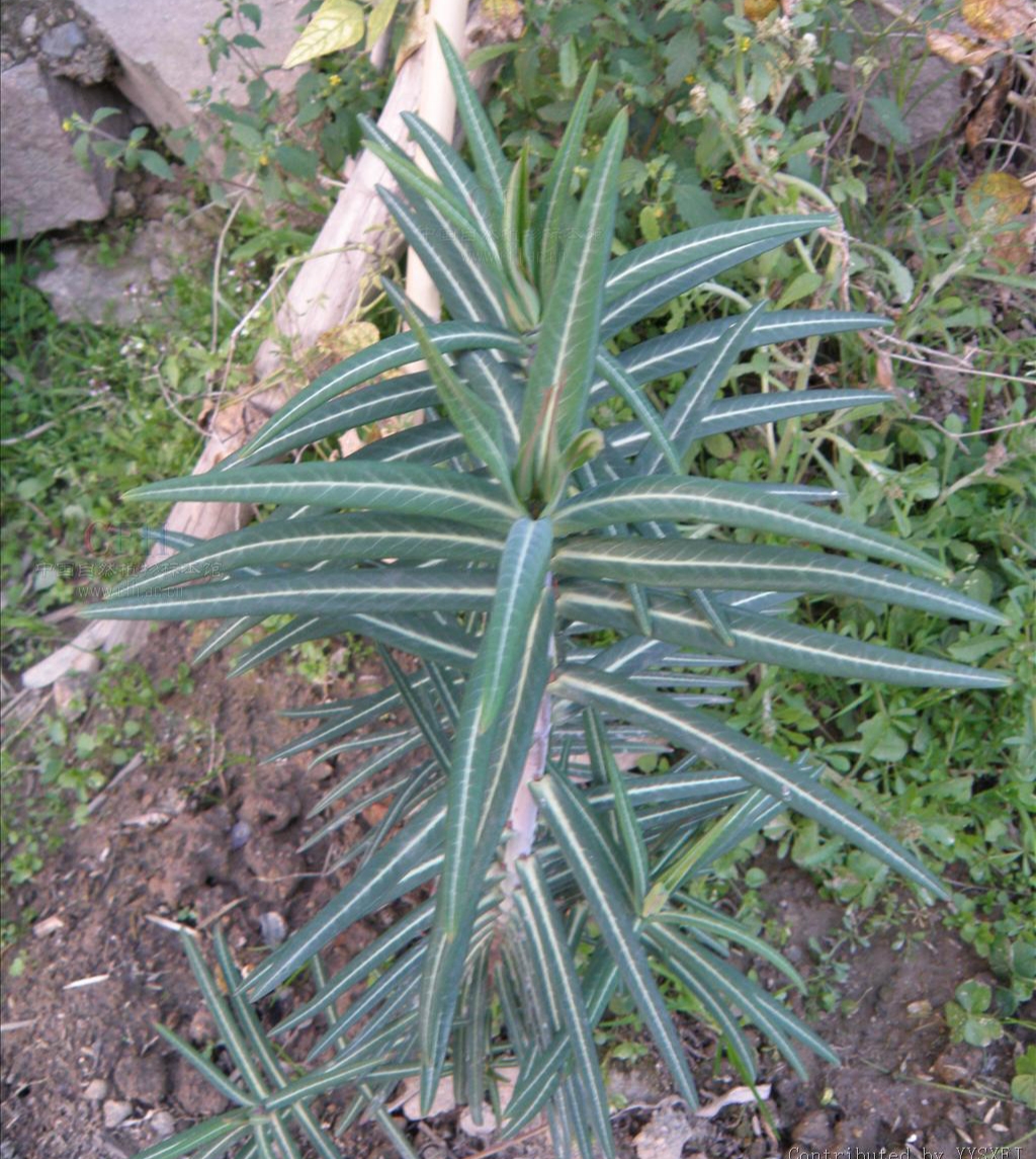 学特点1,名称和分类续随子是正式中名,这个名称来源于《开宝本草》,在