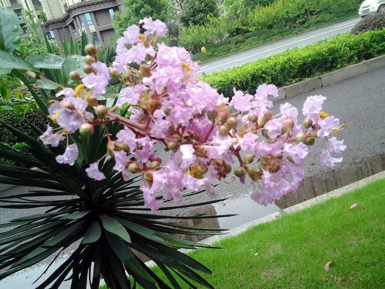 紫薇花盛夏的精灵，我赞美你