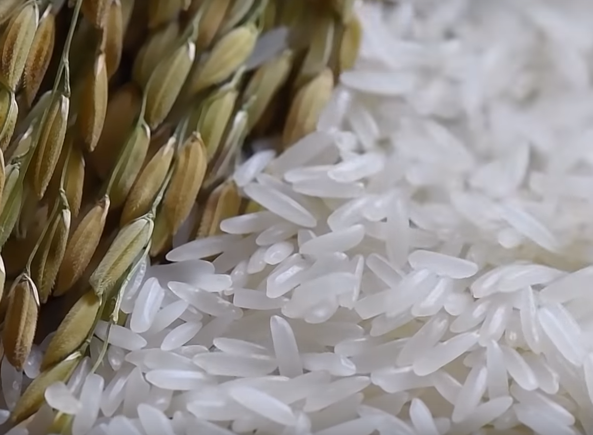 福岛大米滞销变身生物塑料环保可持续发展