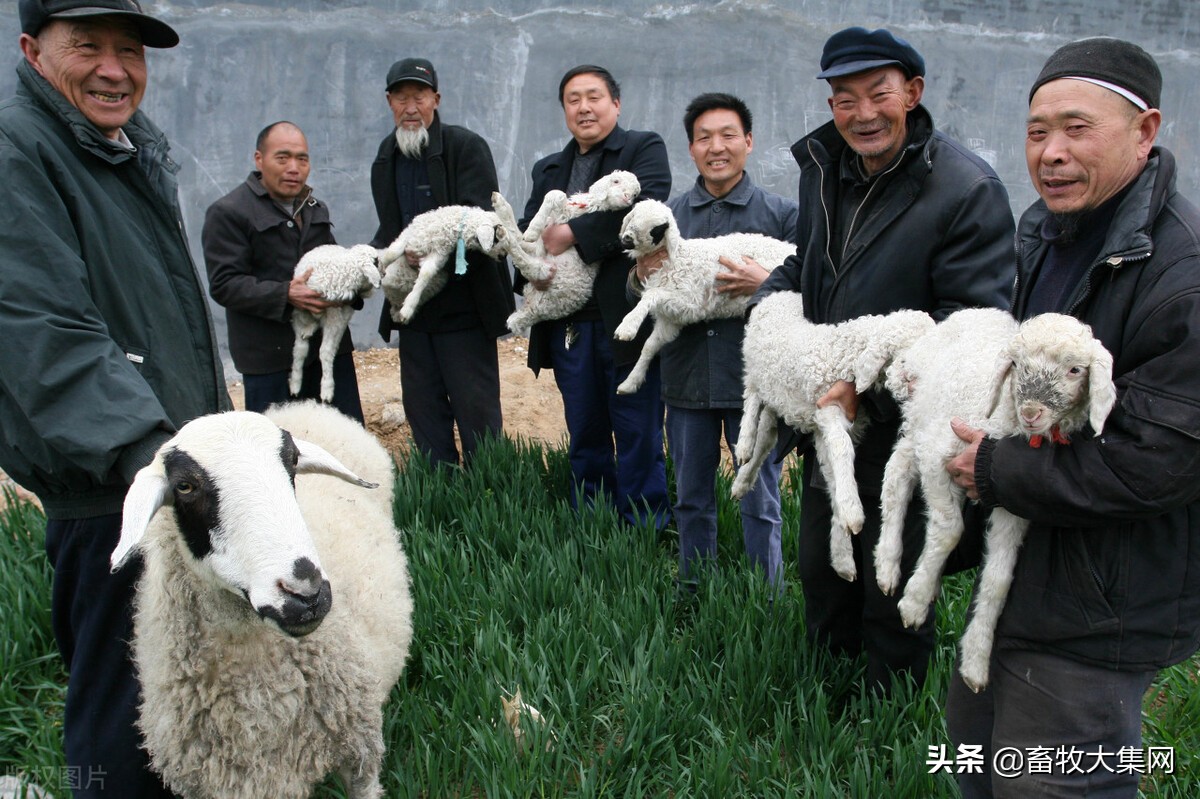 肉羊品種,肉羊品種排行大全
