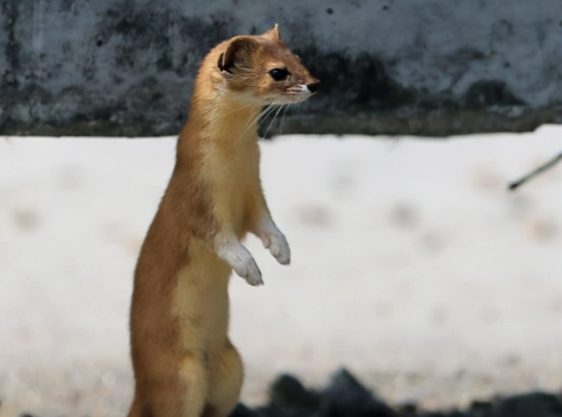 1997年黄鼠狼"讨封"事件,究竟是真是假?