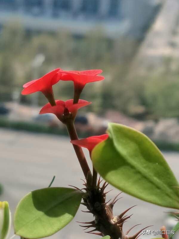 「花言草语」铁海棠：刺是锋芒，花是温婉