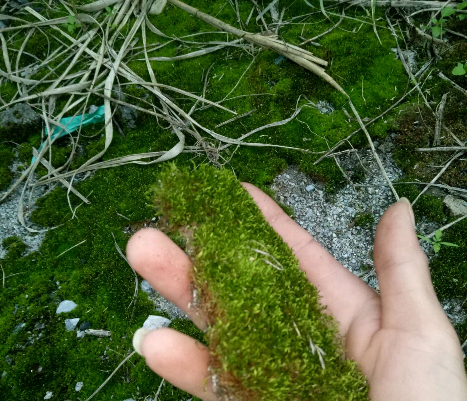 水苔和苔藓栽培蝴蝶兰有区别,自己野外采的苔藓可不可以养蝴蝶兰