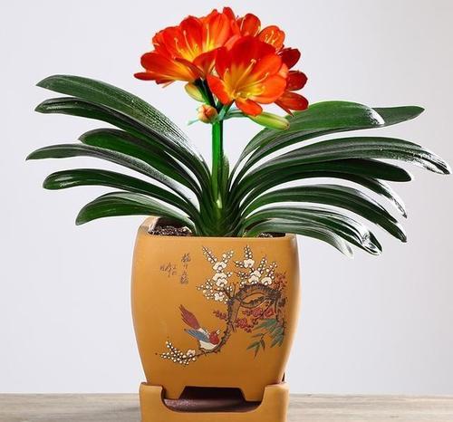 君子兰刚长出来怎么养详细介绍专业回答