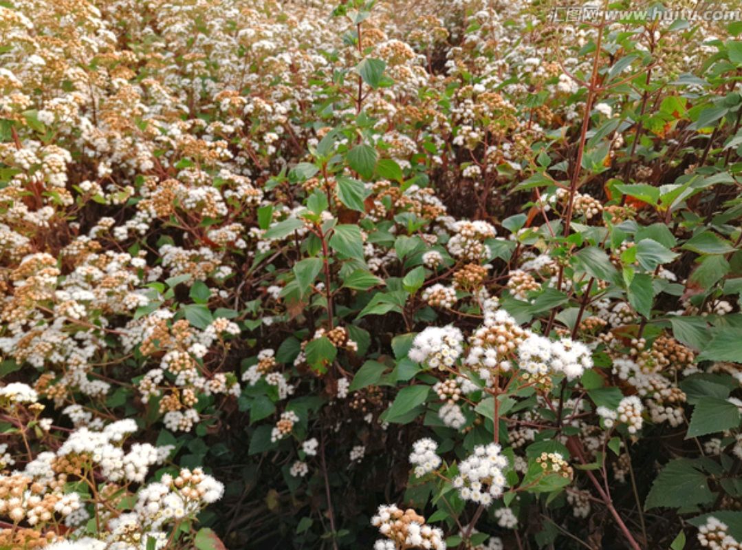飞机草(疯狂的破坏草)万事万物皆有两面性,紫茎泽兰也有它的好处,对