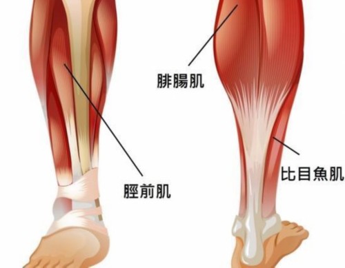 确认贝尔比目鱼肌拉伤(贝尔再度开启养比目鱼模式，肌肉受伤将缺阵多场比赛)