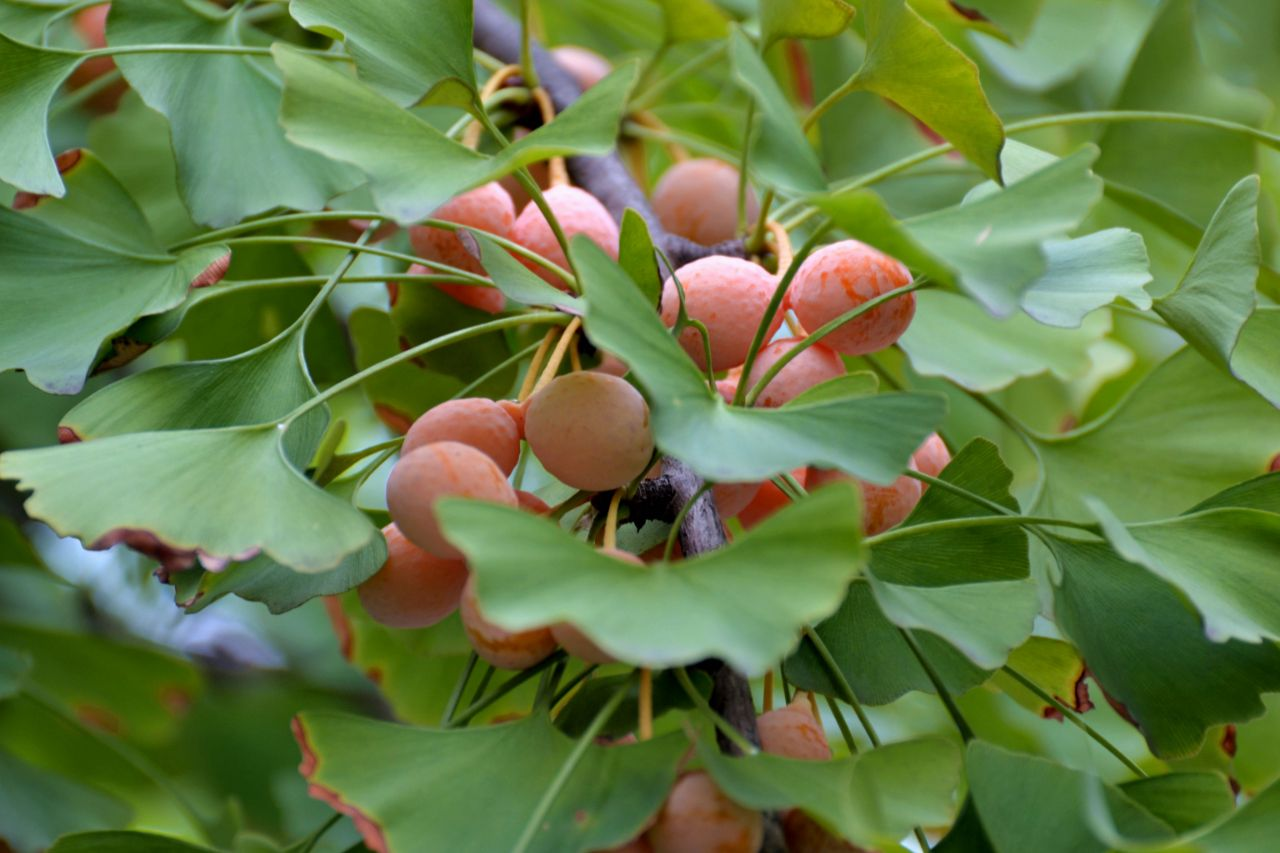 20颗即可致死！银杏果毒性这么强，为啥在城市里随处可见？