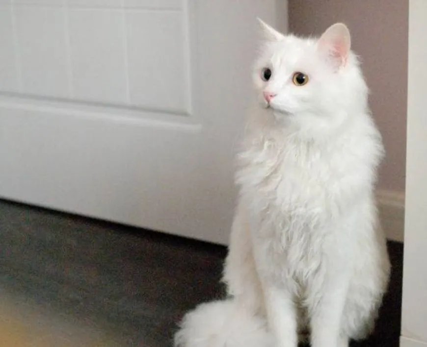 白色长毛猫（白色长毛猫蓝眼睛是什么品种）-第13张图片