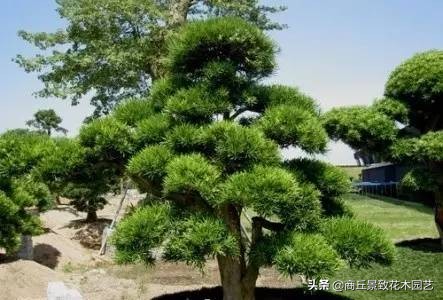 常绿乔木有哪些（70多种常用常绿乔木图例宝典）