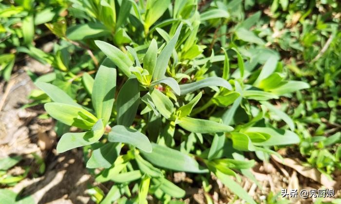 山蚂蚱菜是什么（谷雨前后遇见此菜别手软）