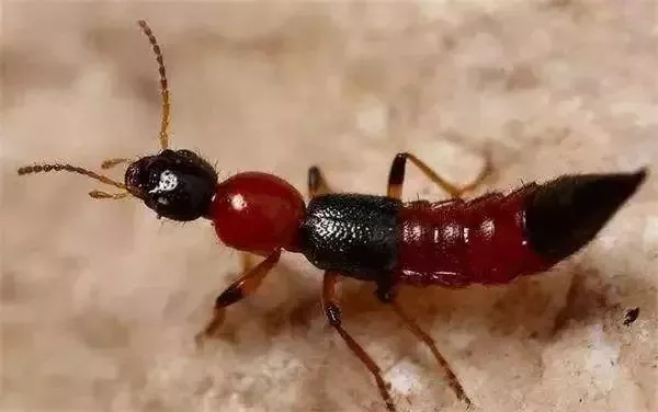 携带病毒、传染疾病！蚊虫叮咬别大意，这种情况赶快就医