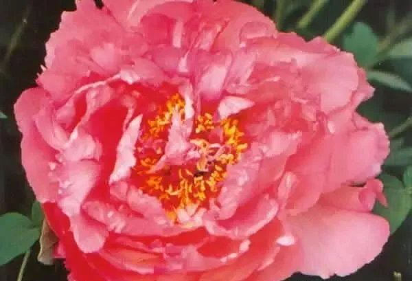 100种名贵牡丹鉴赏 绘画好素材（报花名）