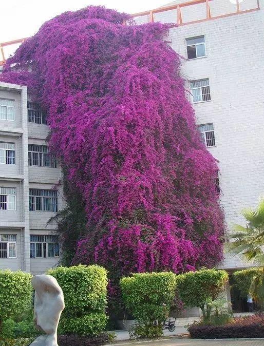 花是叶，叶似花，冬春好景致，三角梅其实叫光叶子花