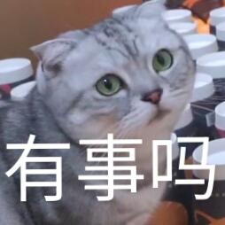 蒂姆嘟嘟tim猫品种(今天的猫猫也是元气满满呢)