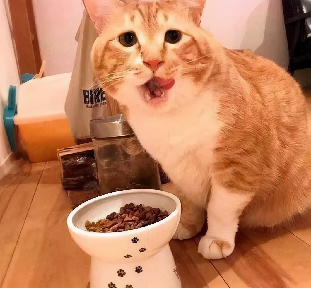 猫咪便血是怎么回事？大多数是这9种原因引起，宠主早知道早好