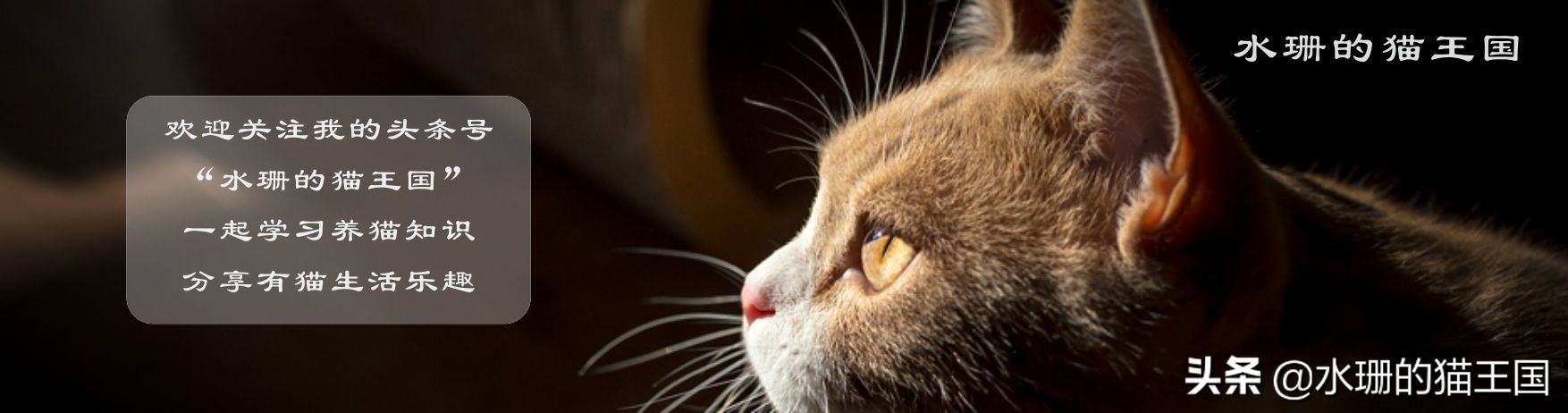 猫咪打嗝是怎么回事？了解猫咪打嗝的原因和解决方法