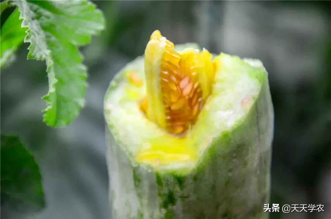 羊角瓜是搭架子还是爬地（羊角瓜需要打杈吗）-大连信息网