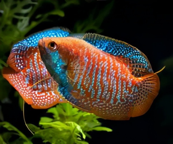 热带鱼品种大全图近百种热带鱼欣赏