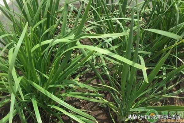 韭菜什么时候播种（韭菜什么时候种最好呢）