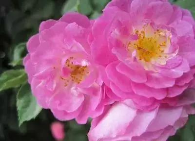 各种花的寓意及花语（100种花的花语大全）