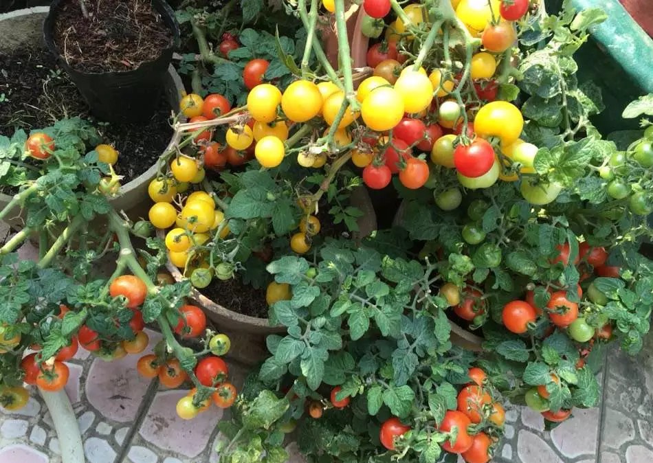 阳台小番茄的种植方法和时间（阳台种小番茄记住两点）