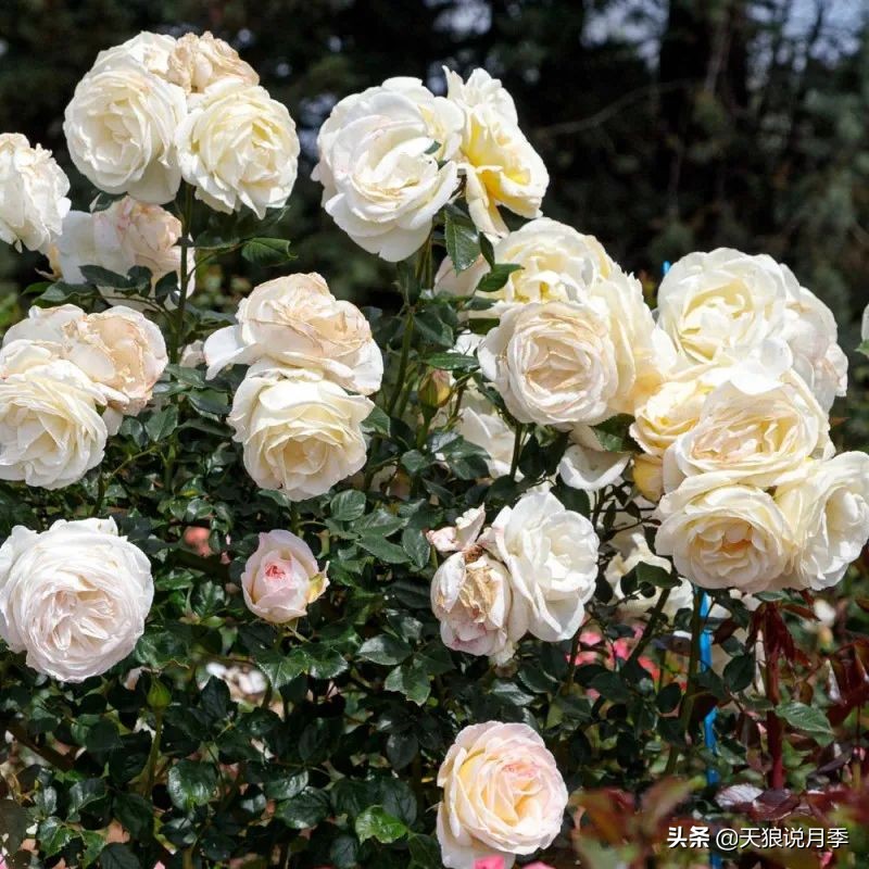 2020世界新品月季大赏，一起来看看都有哪些值得期待的新品种