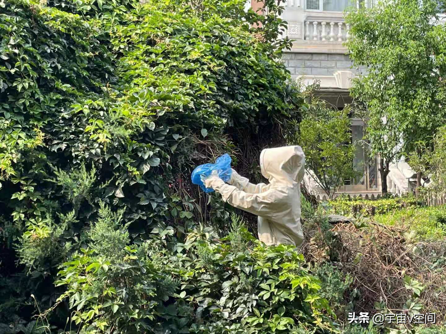 如果在野外突然碰到了马蜂窝，该怎么办？