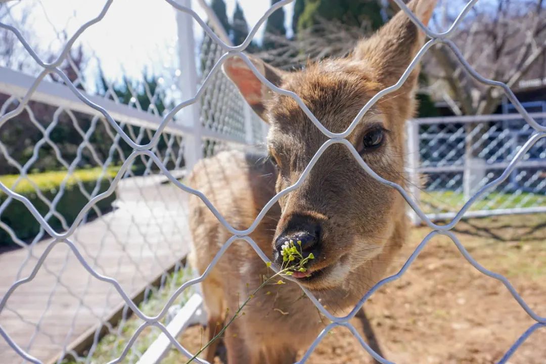 cctv13共同关注直播（惊艳全国，央视都来直播！旅顺的樱花到底有多美？）
