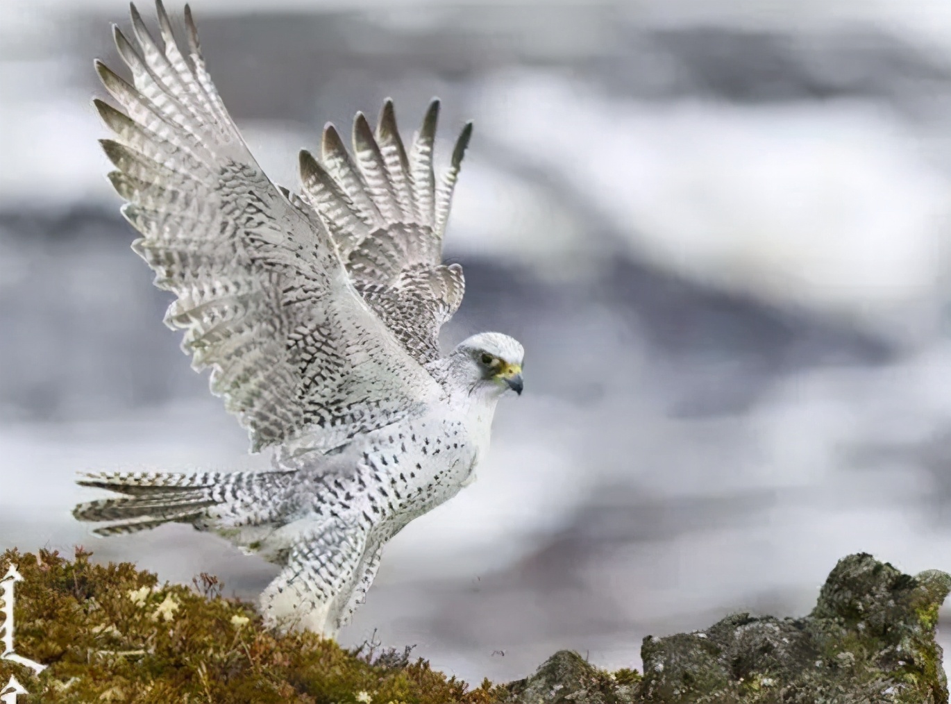 海东青是什么 乜怎么读音-丹霞百科