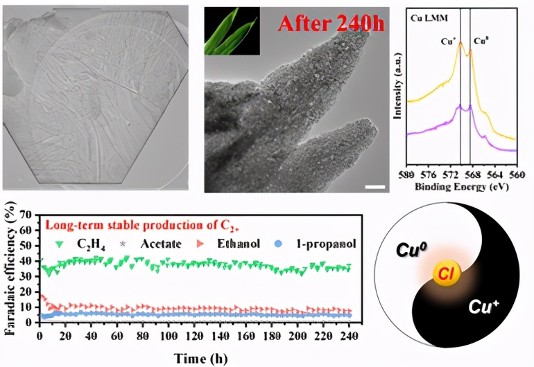抗癌、碳中和、太赫兹，最近，东华大学9项科研成果引起国际关注！